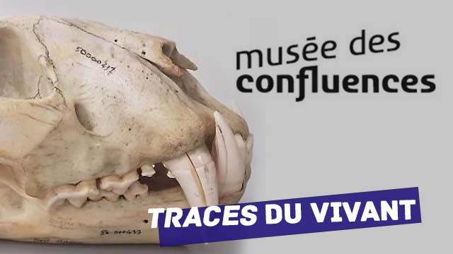 05 Février 2020 - Musée des Confluences : une exposition sur l'utilisation de l'os à travers le temps du 07/02/2020  au 06/12/2020